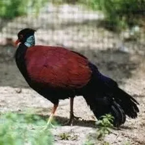 Pheasant Pigeon