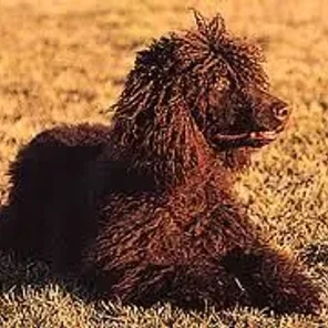 Irish Water Spaniel