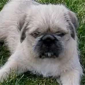 Pug-Zu (Designer Dog)