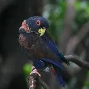 Bronze-winged Pionus