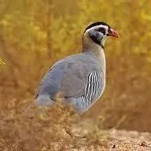 Arabian Partridge