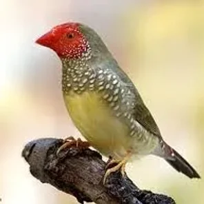 Star Finch