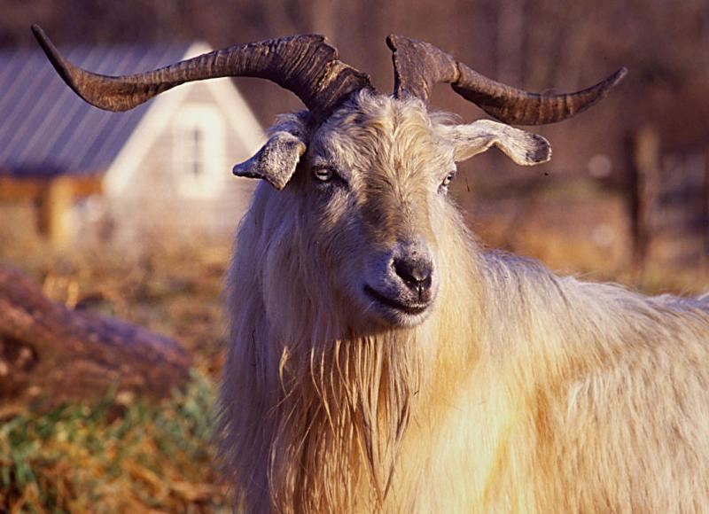 Cashmere Goats