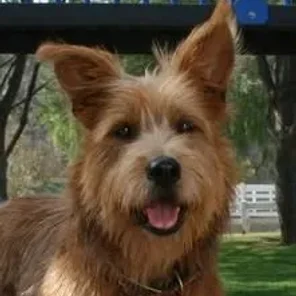 Bascottie (Designer  Dog)