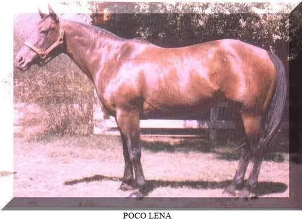 Poco Lena