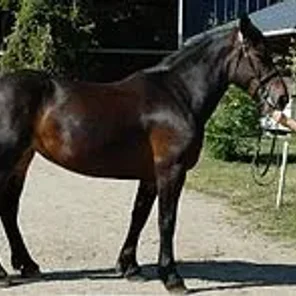 Castillonnais