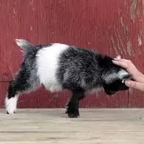 Pygmy Goat