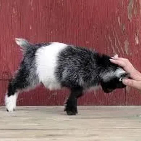 A pygmy goat is a breed of miniature domestic goat. Pygmy goats tend to be kept as pets primarily, though also work well as milk producers and working animals. The pygmy goat is quite hardy and can adapt to virtually all climates.