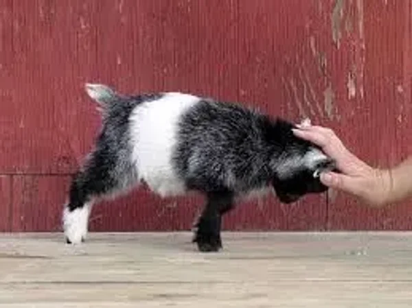 A pygmy goat is a breed of miniature domestic goat. Pygmy goats tend to be kept as pets primarily, though also work well as milk producers and working animals. The pygmy goat is quite hardy and can adapt to virtually all climates.