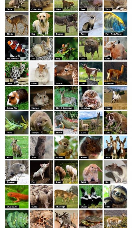 Beautiful Animal Photographs and More!