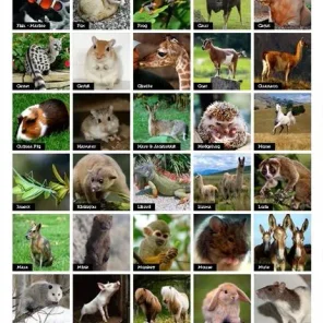 Beautiful Animal Photographs and More!