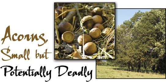 Acorn Poisoning in Horses