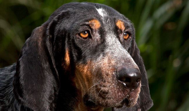 Bluetick Coonhound