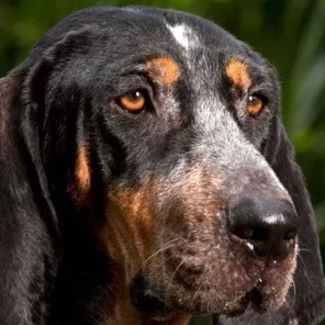 Bluetick Coonhound