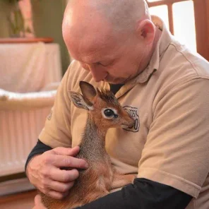 Keepers Raise Tiny Dik Dik at Pueblo Zoo