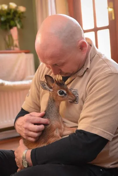 Keepers Raise Tiny Dik Dik at Pueblo Zoo