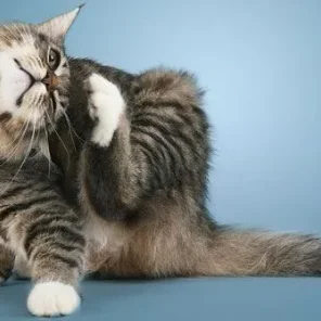 How to Keep Your Cat and Home Rid of Fleas!