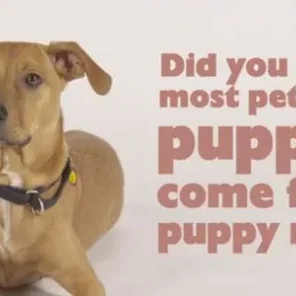 Dr. Pawz: Recognizing a puppy mill