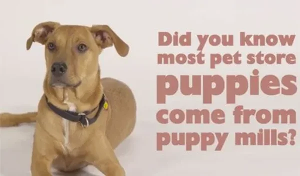 Whether entirely true or not you should always work to figure out where you pup is from