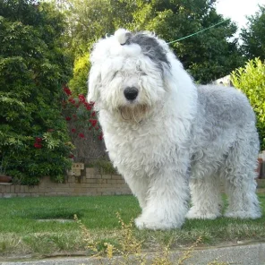 Lotti