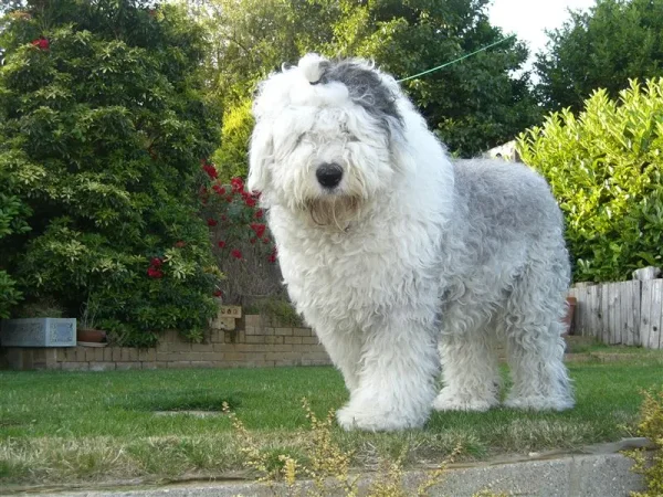 Lotti