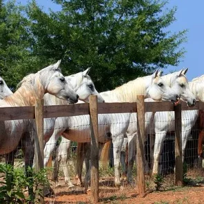Along the fenceline as a new addition approaches the pasture...