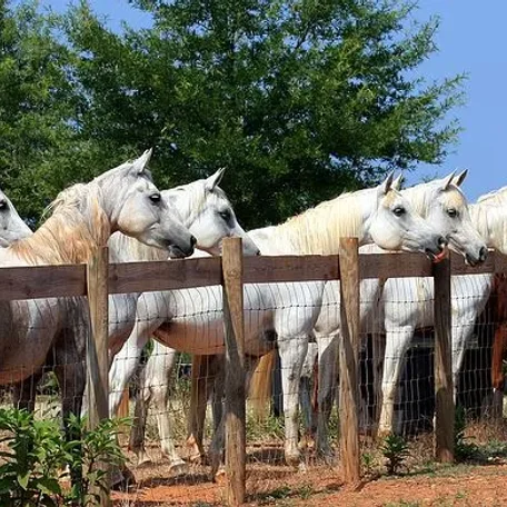 Along the fenceline as a new addition approaches the pasture...