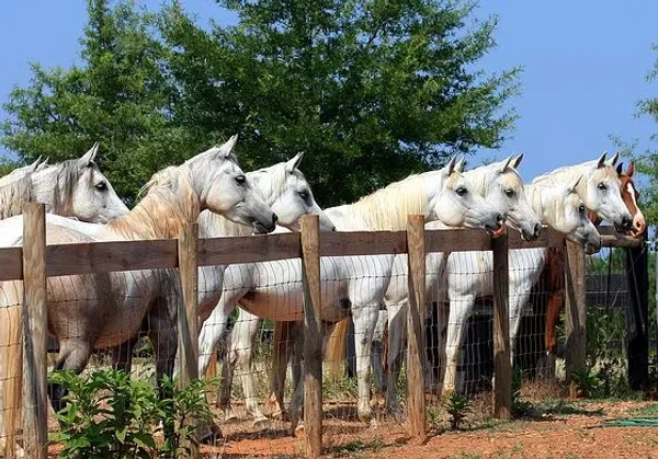 Along the fenceline as a new addition approaches the pasture...