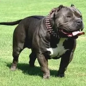 Bullypit (Designer Dog)