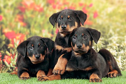 Beauceron
