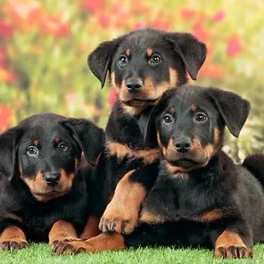 Beauceron