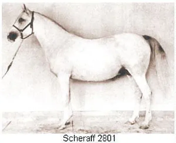 Scheraff