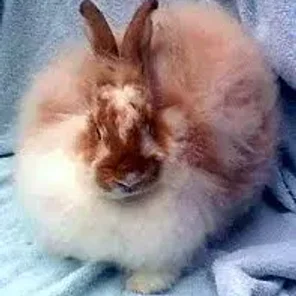 French Angora