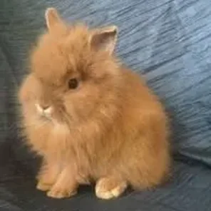 Lionhead