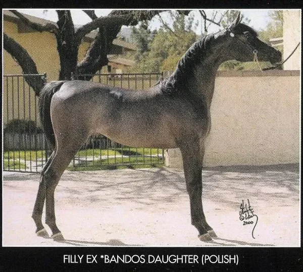 HEIRESS COMETERA