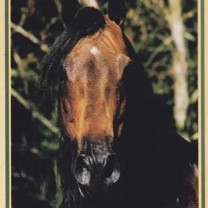 SA Kharani