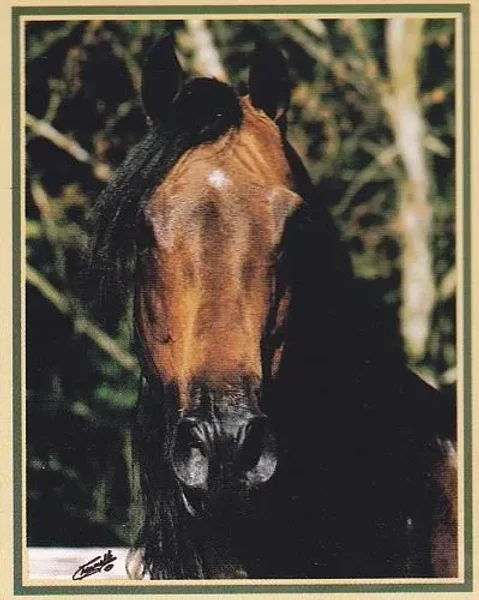 SA Kharani