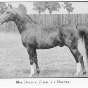 Blue Domino