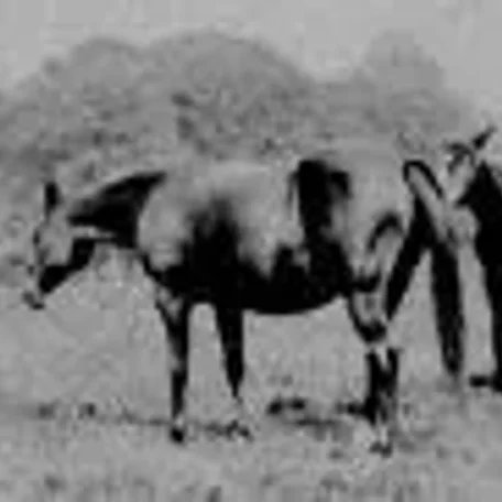 Risala