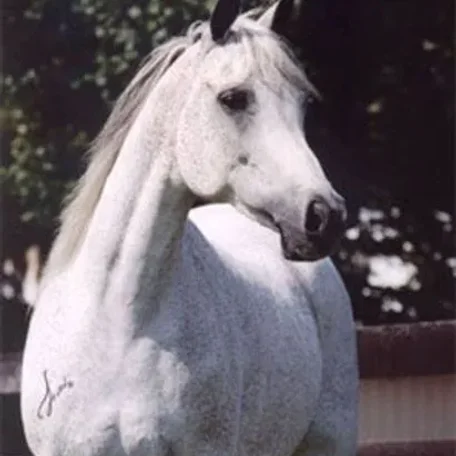 Imperial Safama