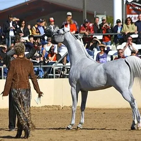 Audacious PS (Fame VF x Hal Flirtatious) 1994 grey arabian stallion bred by Judith Murphy and now owned by Varian Arabians.
