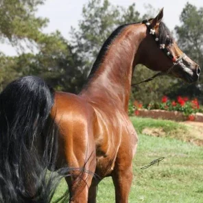 CAJUN PRINCE HCF