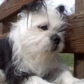 BoShih (Designer Dog)