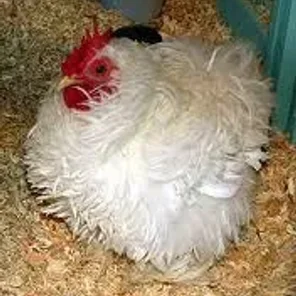 Frizzle