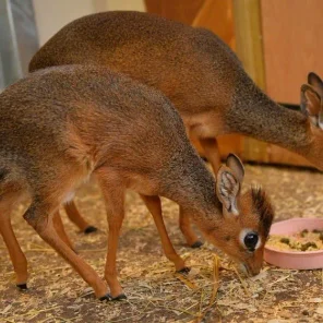 Keepers Raise Tiny Dik Dik at Pueblo Zoo