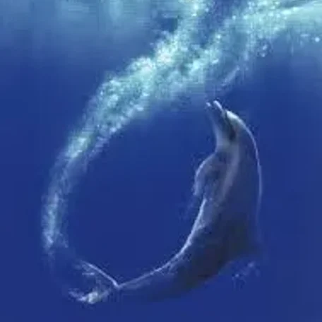 The real Flipper - definitely one of my boyhood friends