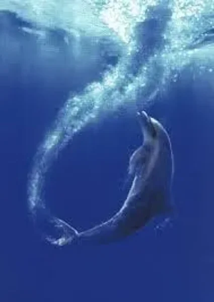 Flipper