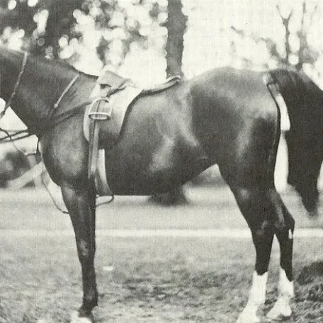 Ramim Arabian Horse