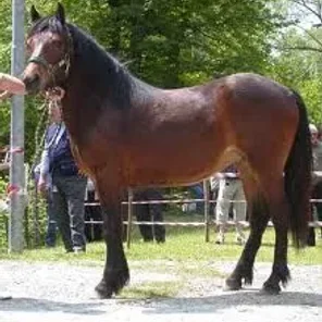 Bardigiano