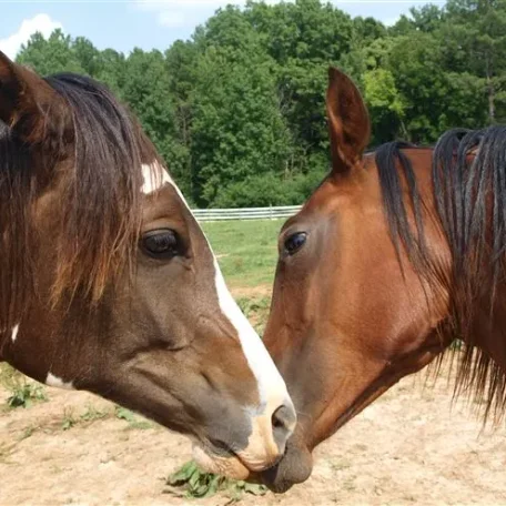 Bella and her niece, Mud.
